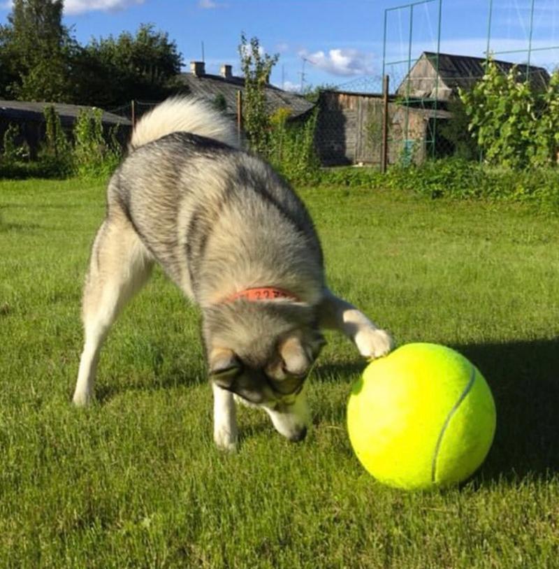 Giant Tennis Ball for Dogs
